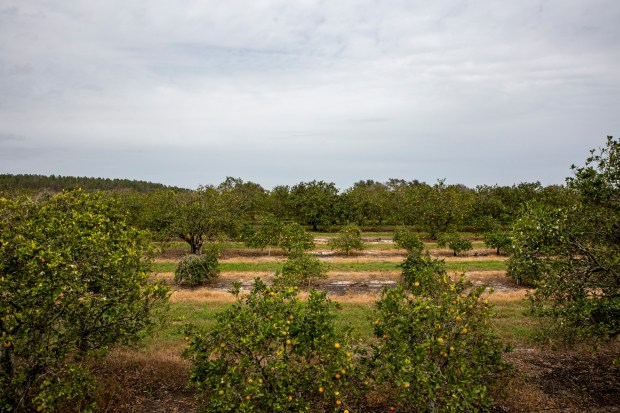 Rows of citrus are spread out in groves at Arnold Groves in Clermont on Friday, Jan 31, 2020.