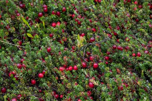 Cranberries grow in a healthy section of a cranberry bog at Spring Rain Farm in Taunton, Mass., on Sept. 11, 2022.
 (Joseph Prezioso.  AFP/Getty Images)
